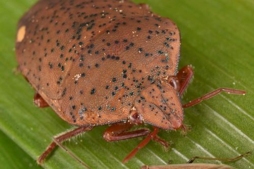 Solenosthedium bilunatum